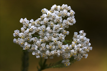 Image showing yellow white     sambucus nigra