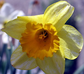 Image showing Bell flower