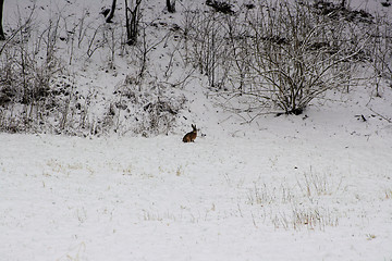 Image showing winter world