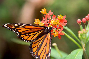 Image showing Closeup of monarch butterfly feeding