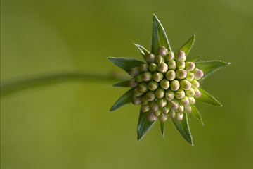 Image showing  liliacee  green background 