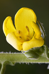 Image showing  primula veris  primulacee  yellow flower  