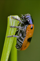 Image showing the side of  wild red cercopidae vulnerata  