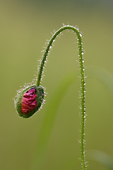 Image showing flowering macro close up of a red  pink  