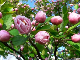 Image showing Pink Buds