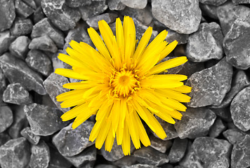 Image showing Dandelion