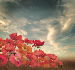 Image showing Poppy Flowers