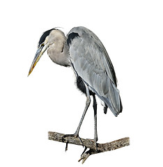 Image showing Great Blue Heron