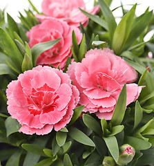 Image showing Pink Carnations