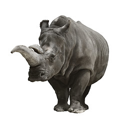 Image showing Rhinoceros On White Background 