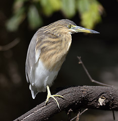 Image showing Black-Crowned Night-Heron