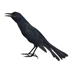 Image showing Blackbird