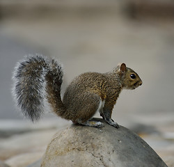 Image showing Squirrel 