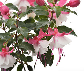 Image showing Pink And White Fuchsia