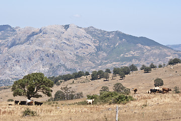 Image showing Nebrodi mountains and cows