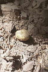 Image showing Wild mushroom