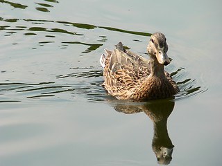 Image showing Duck Swimming