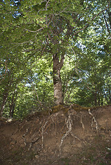 Image showing old tree with roots in view