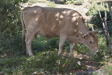 Image showing Cow eating grass