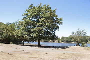 Image showing Maulazzo lake with old tree, Nebrodi mountains