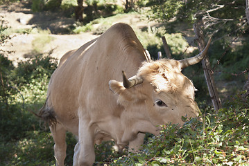 Image showing Cow eating grass