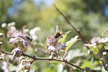 Image showing bee on flower