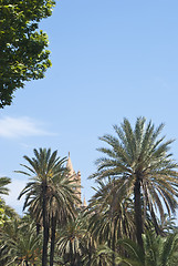 Image showing detail of palermo cathedral and palms