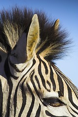 Image showing zebra against blue