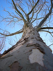 Image showing Bare Tree
