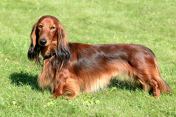 Image showing Dachshund dog