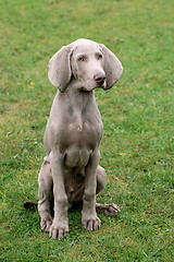 Image showing Weimartaner Short Haired Pointing Dog