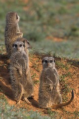 Image showing meerkat