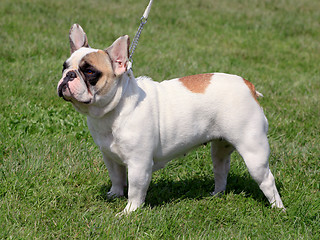 Image showing French Bulldog