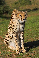 Image showing stalking leopard