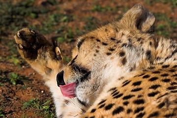 Image showing licking paw