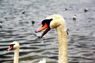 Image showing Portrait of a swan