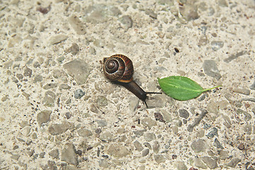 Image showing Snail and green leaf