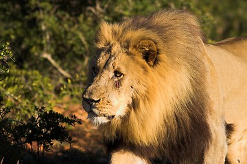 Image showing male lione walking