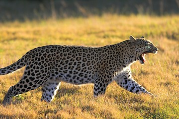 Image showing yawning leopard