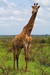 Image showing tall giraffe