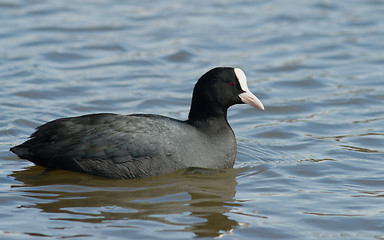 Image showing Common Coot