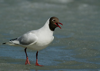 Image showing Black-headed Gull