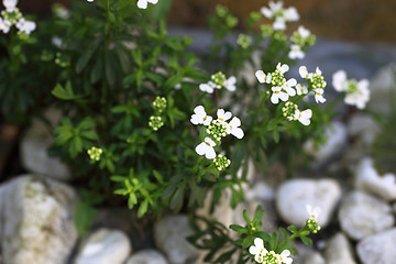 Image showing White wild flower
