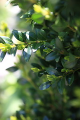 Image showing Green leaves