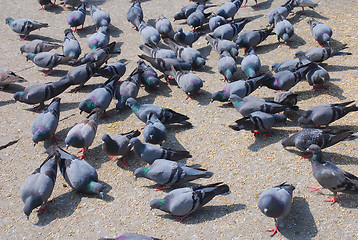 Image showing Pigeons