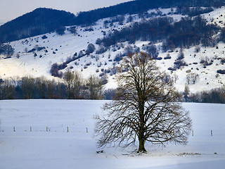 Image showing Tree in winter landscape