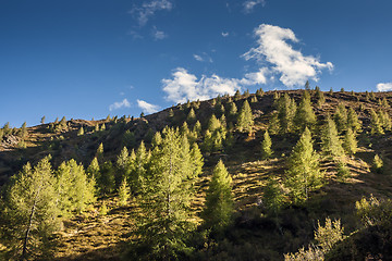 Image showing Hill with trees in South Tirol