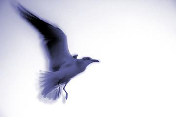 Image showing seagull in flight