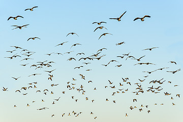 Image showing Flock of black-headed gulls
