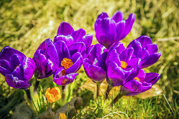 Image showing Closeup crocus flowers